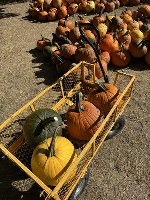 Lots of pumpkins, separated by price! Take one of their wagons!