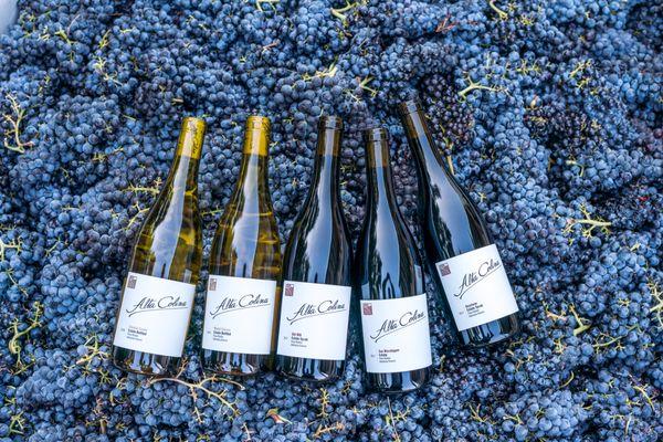Mix of Alta Colina wines