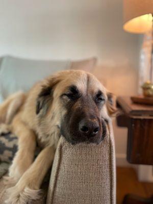 North Dallas Pet Care