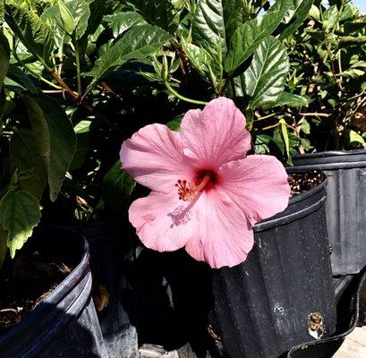 Ace Hardware Of Gulf Breeze