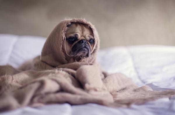 Academy of Animal Arts