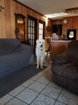 Langston Veterinary Clinic