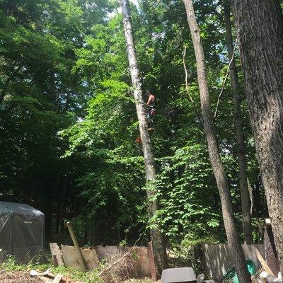 Keus Tree Service and Landscaping