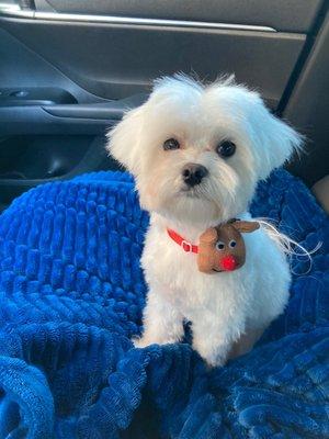 My 5lb Maltese