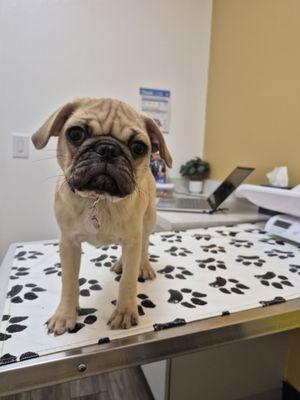 Huntington Beach Pet Hospital