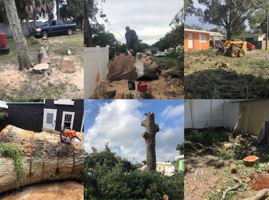 Michel Serrano tree services