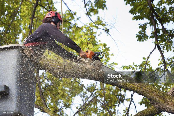 U S Tree Service