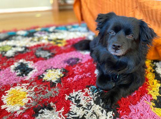 Dapper dude chillin' with his luscious lion's mane locks
