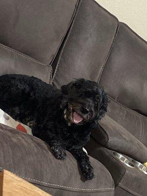 She has long eyelashes here in this picture I know they're hard to see but you can still see them. She had hair on her ears as well.