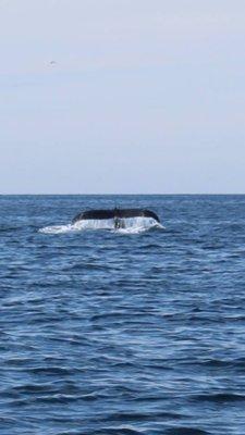 Maureen Ann Charter Fishing