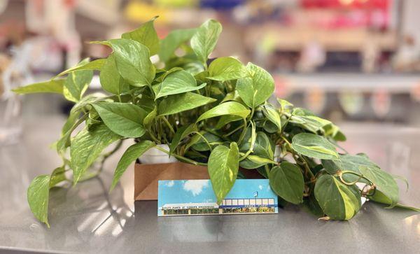 Visser's Florist & Greenhouses