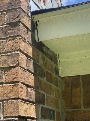 Amrit Honey Bee Rescue