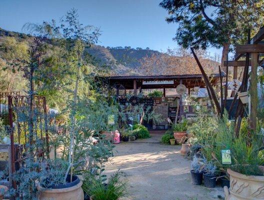 Australian Native Plants Nursery