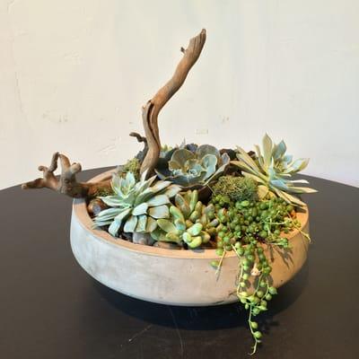 Desert Rose Succulents
