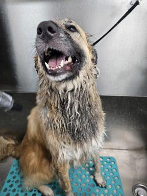 Oh so happy to have her bath!