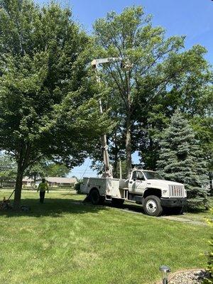 Buena Vista Tree Service