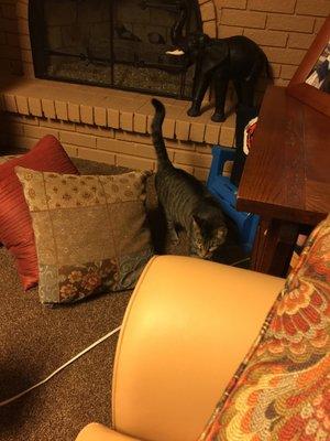 Fur Keeps Animal Rescue