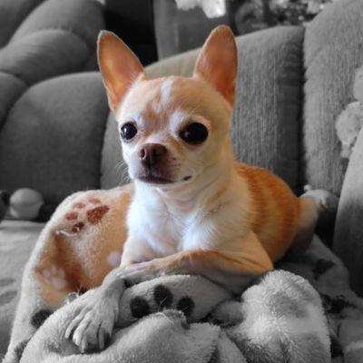 Indiana Bones Temple of Groom