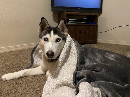 Alpine Animal Hospital