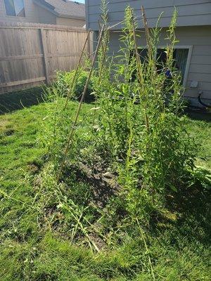 Equity Green Lawn Care Experts