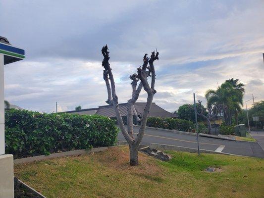 these guys mutilate trees, this is not "trimming" this is shocking the tree into growing like a bush and faster then it normally would.