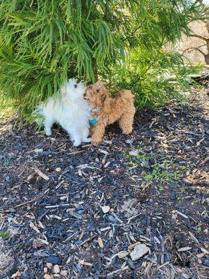 Anchors Away Home & Pet Care