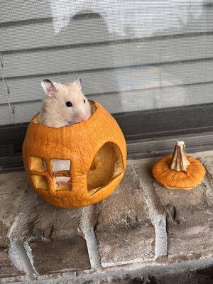 All Creatures Pet Hospital