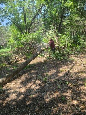 Eduardo Tree service