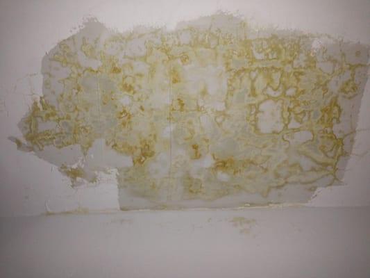 Leak in ceiling. Looked like this for months on end.