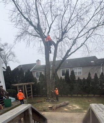 K&J Tree Service