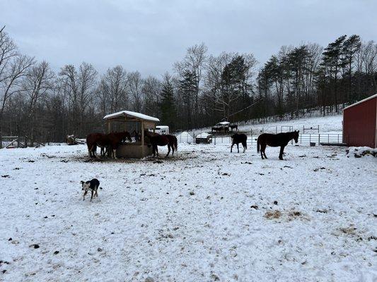 Outlaw Equine Rescue and Rehab