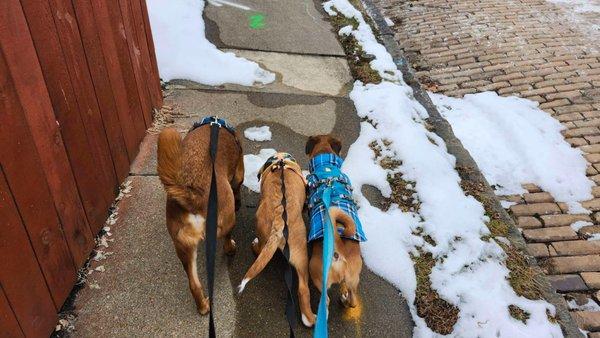 Hayden's Animal Cleaning Services