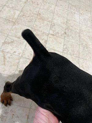 this is NOT the correct AKC standard length for a doberman. This might be correct for a weimaraner