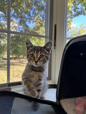 First vet appointment for this cute kitten at Poppyhill :)