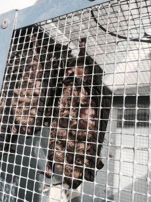 Pest Animal Removal Colorado Springs