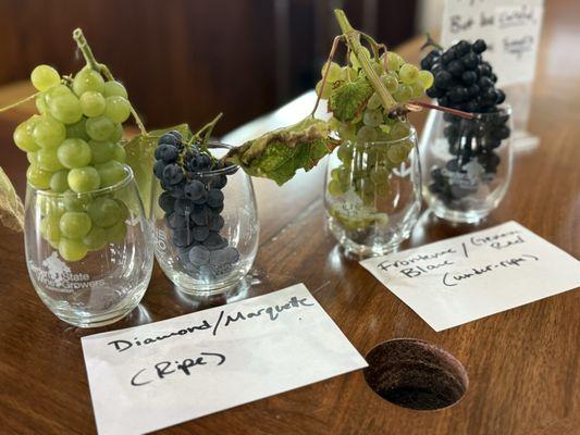Grape sampling. This was great!