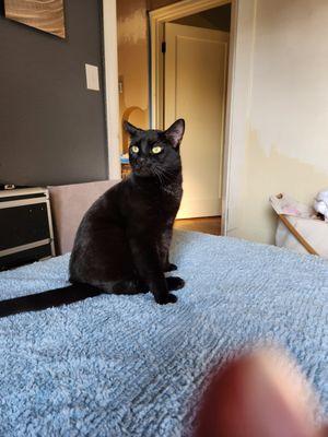 Abby! Diagnosis...the most allergies found in a cat! 15 allergies (5 of those a 5 out of 5). We nearly lost her twice.