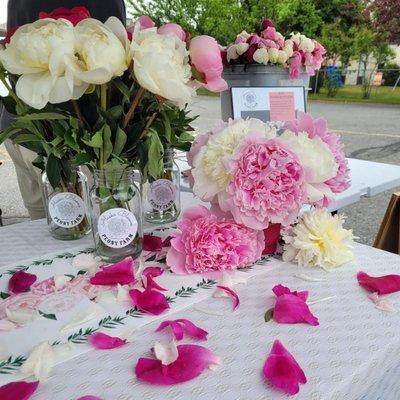 Beautiful Peonies