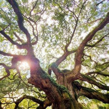 Vision Vine Marketing