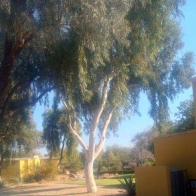 Sunrun Organic Gardens