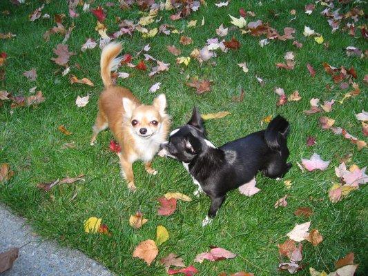 Glens Falls Animal Hospital