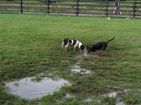 2/3 of our dogs playing in a mud puddle