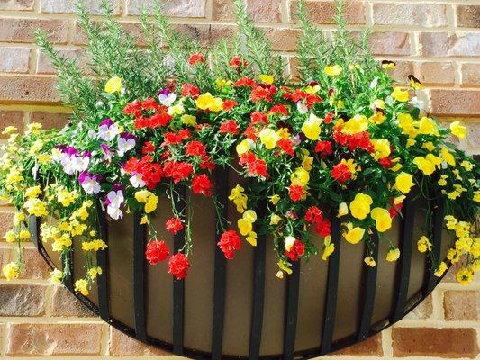 Cam of the Carolinas