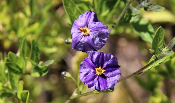 The Terraces of Phoenix