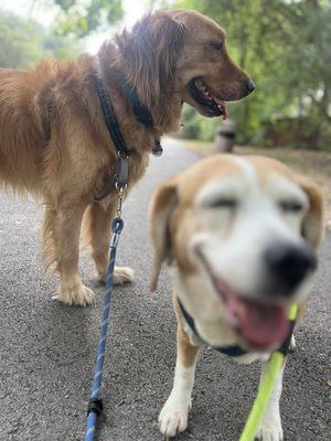 Bark Dog Walking Service