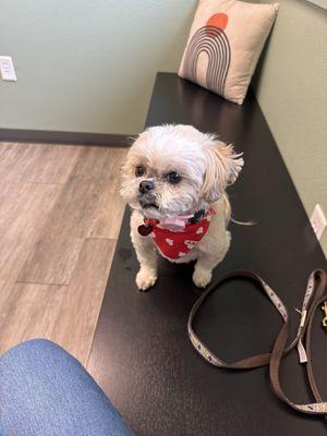 Mount Comfort Veterinary Care