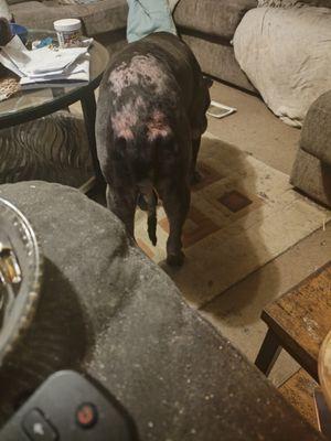 Beebe Veterinary Hospital