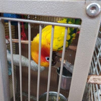 Another pet parrot