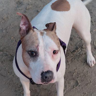 Shasha says thank you for Dirty dog wash