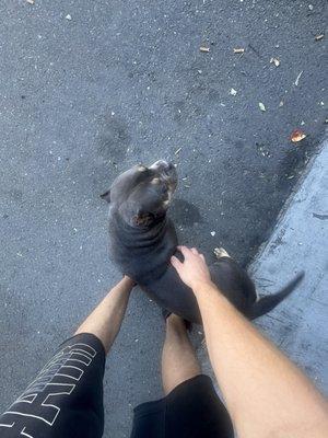 Tos Smog Test Only Station